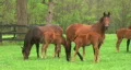 Foal Nursing HD Footage