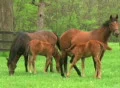 Foal Nursing SD Footage