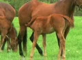 Foal Nursing SD Footage
