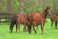 Foal Nursing Footage