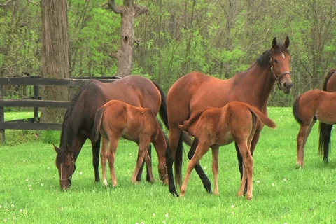 Foal Nursing Stock-Footage 2746395