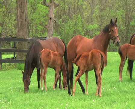 Foal Nursing Stock Footage 2862271