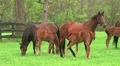Foal Nursing HD Footage