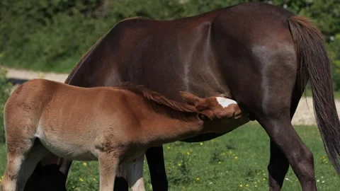 Foal Nursing from Mare in the New Forest, England Stock Footage 340320610