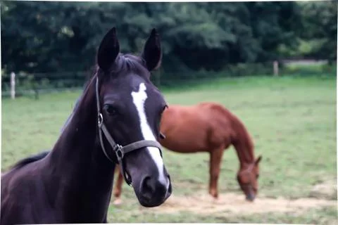 A Foal on the Paddock Stock Photos