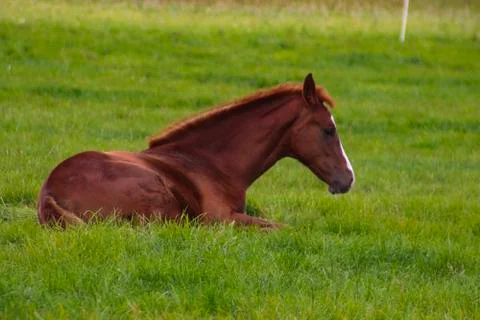 A Foal on the Paddock Stock Photos