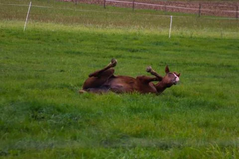 A Foal on the Paddock Stock Photos