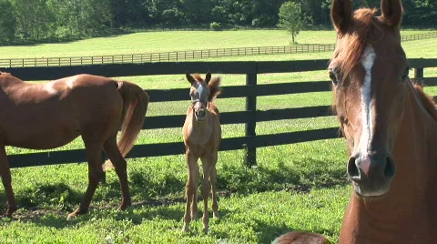A foal in a pasture Vídeos de archivo 525932