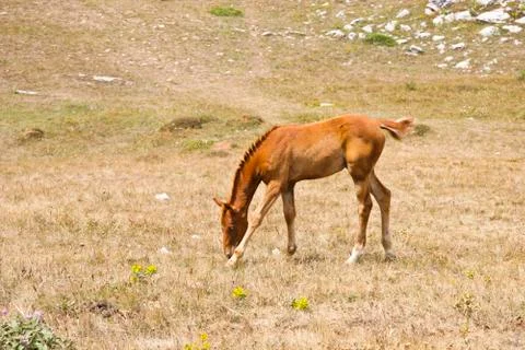 Foal Stock Photos