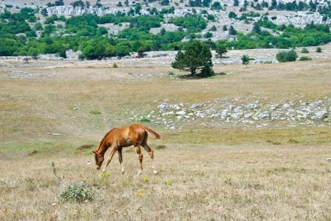 Foal Stock Photos