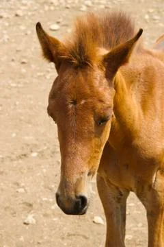 Foal Stock Photos