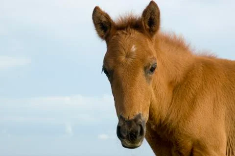 Foal Foto stock