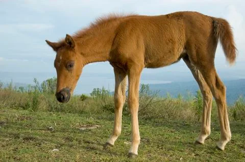 Foal Foto stock