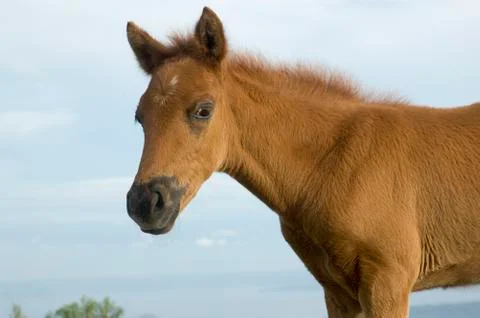 Foal Foto stock
