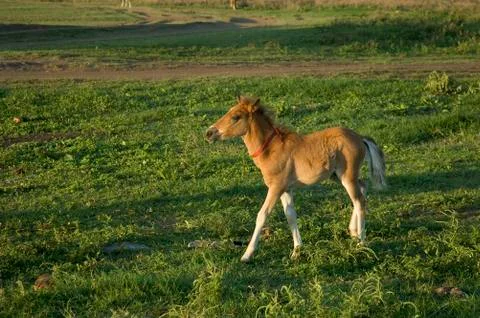 Foal Stock Photos