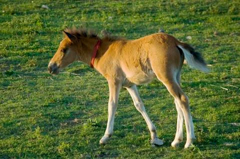 Foal Stock Photos