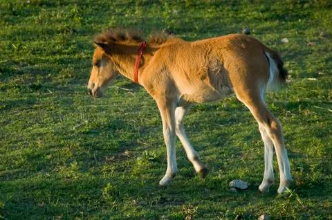 Foal Foto stock