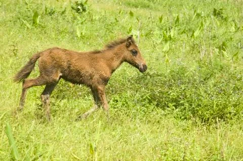 Foal Foto stock