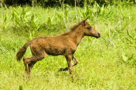 Foal Stock Photos