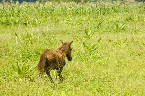 Foal Foto stock