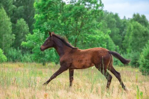 Foal Stock Photos