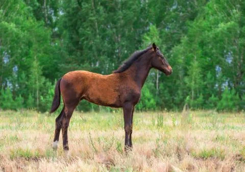 Foal Stock Photos