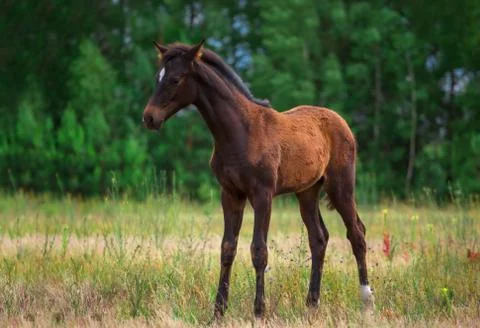 Foal Stock Photos