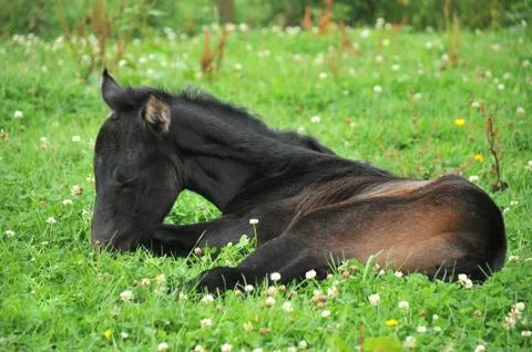 Foal Stock Photos