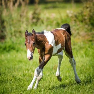 Foal Stock-Fotos