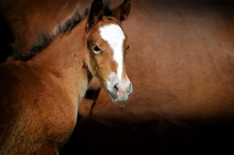 Foal Stock Photos