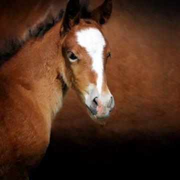 Foal Foto stock