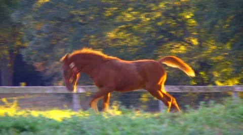 Foal playing Stock Footage