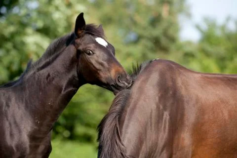 Foal plays with mare Stock Photos