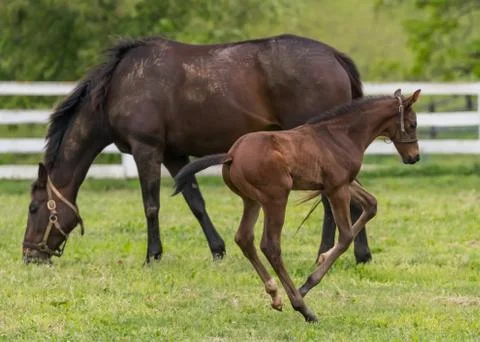 Foal Plays While Mare Eats Фото