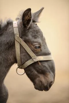 Foal profile from right side with nice blur background 写真素材