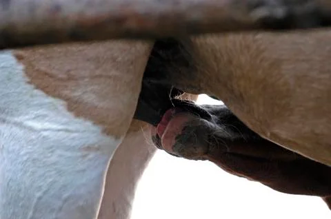 A foal (pulli equinus) is drinking mother milk Foto stock