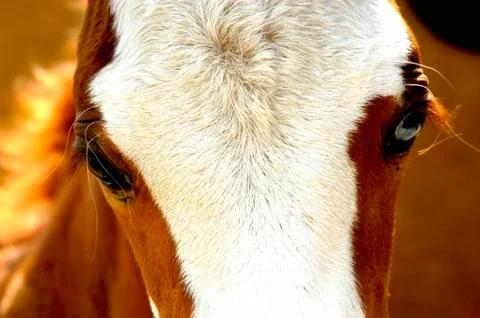 A foal (pulli equinus) with one black and one blue eye Foto stock