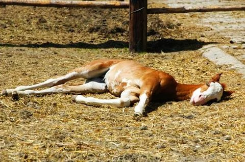 A foal (pulli equinus) is sleeping Foto stock