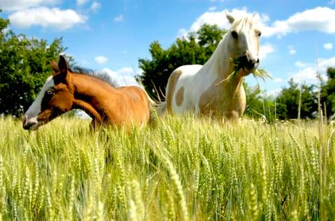 A foal (pulli equinus) in a weat field Foto stock