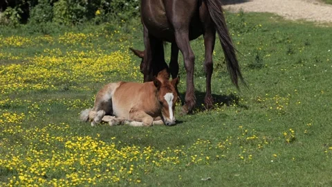 Foal Resting and Grazing While Mare Feeds in the New Forest, England Stock Footage 340320648