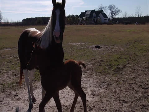 Foal Running Around Its Mother Stock Footage 24256830