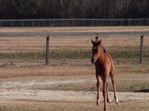 Foal Running Video stock 24256908