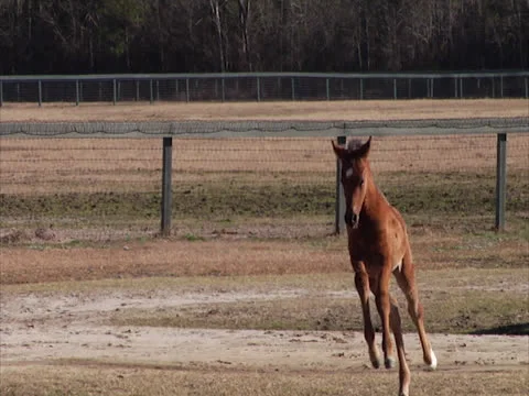 Foal Running (Slow) Stock Footage 24256809
