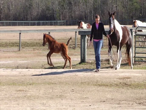 Foal Running2 Video stock 24256952