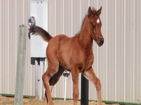Foal Running3 Video stock 24257005