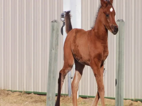 Foal Running3 (Slow) Stock Footage 24256981