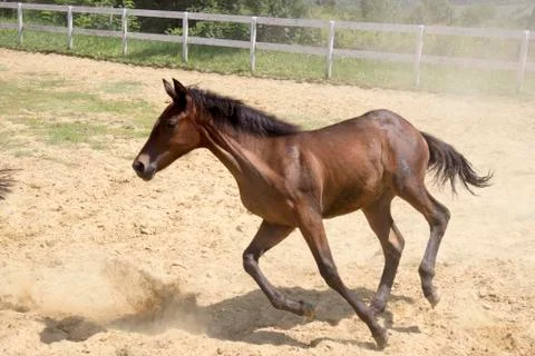 The foal runs in a circle Stock Photos