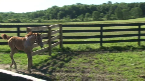 A foal runs out to pasture Stock Footage 525926