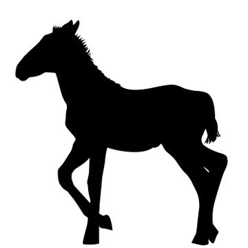 Foal silhouette on white background Illustrazione stock