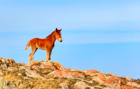 Foal in the sky Stock Photos